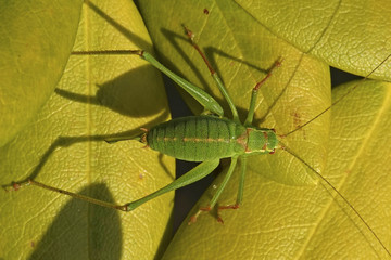 Speckled bush-cricket (Leptophyes punctatissima)