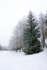 Frosty larch and spruce trees at winter in Finland on sky background.