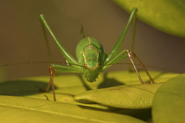Speckled bush-cricket (Leptophyes punctatissima)
