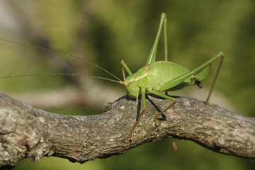 Speckled bush-cricket (Leptophyes punctatissima)