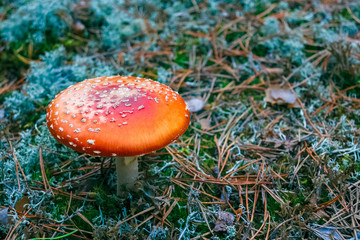 Amanita Muscaria poisonous mushroom