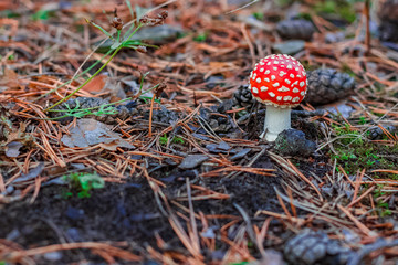 Red poisonous Amanita mushroom