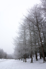 Frosty larch trees at winter in Finland on sky background.