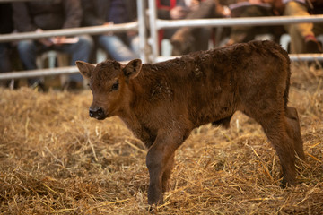 Fototapeta premium artesanias