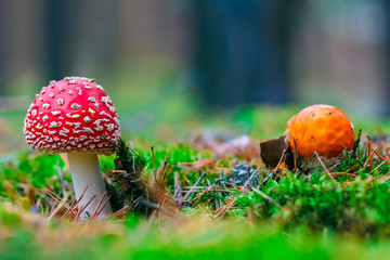 Amanita Muscaria poisonous mushroom