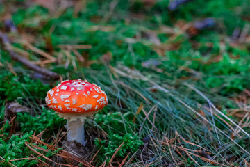 Red poisonous Amanita mushroom