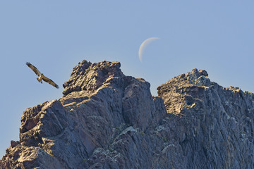 Balbuzard pêcheur a rendez-vous avec la lune
