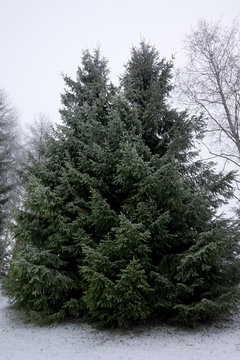 Group of frosty spruce trees in snow at finnish winter.