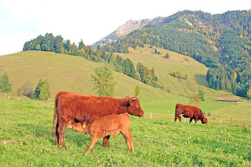 Fototapeta na wymiar Cow and calf / Swiss cows on alpine pasture