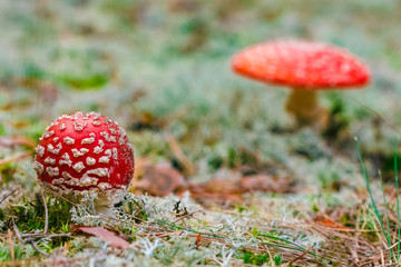 Amanita Muscaria poisonous mushroom