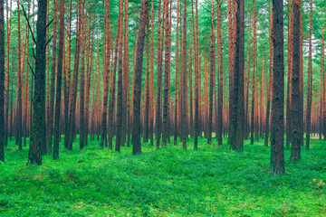 Fototapeta premium Pine forest green landscape