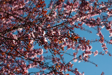 Cherry tree