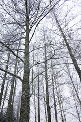 Frosty larch trees at winter in Finland on sky background.