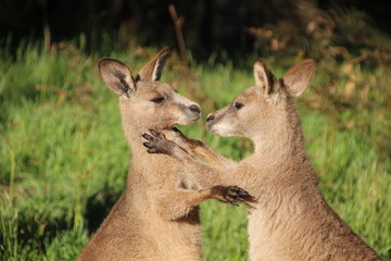 Wild kangaroos in the grass, playing or sitting in the grass and grabbing each others.