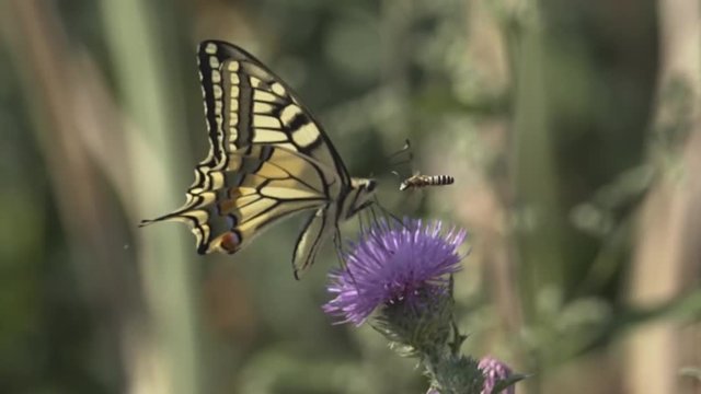Swallow tail sucks nectar on flowers