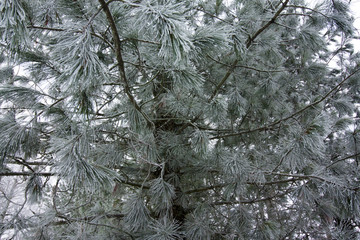 Background of frosty pine branches at winter in finnish forest close-up.