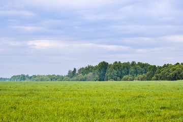 Obraz premium Grass field in the early morning. The sky is covered with clouds