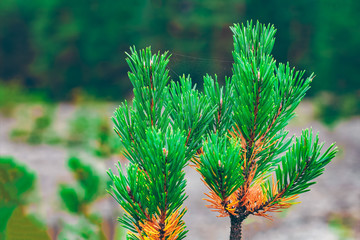 Pine forest green landscape