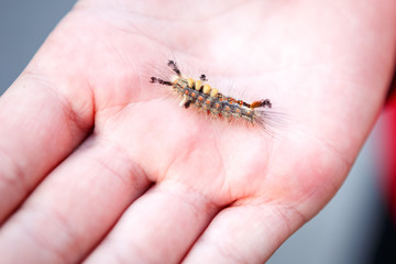 caterpillar at hand.