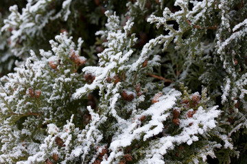 Frosty thuja branches covered with snow at finnish winter.