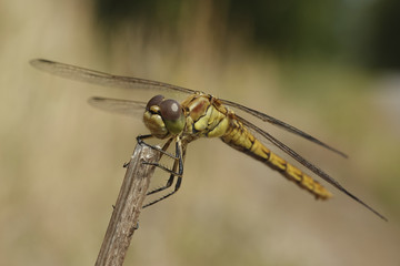 Vagrant darter (Sympetrum vulgatum)