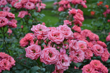 Bush with red roses close-up. Garden plants