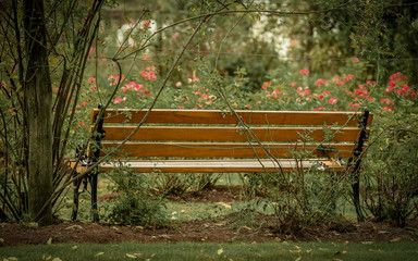 Lonely park bench in a flower garden
