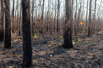 closeup the tree in forrest after fire burn