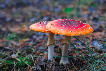 Red poisonous Amanita mushrooms