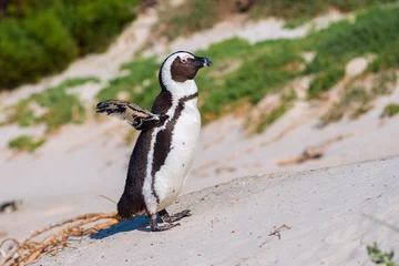 Crédence en verre imprimé Pingouin African penguin (Spheniscus demersus)