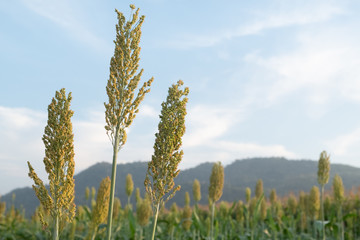 beautiful flower of corns blooming in field