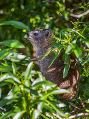 Rock hyrax (Procavia capensis)