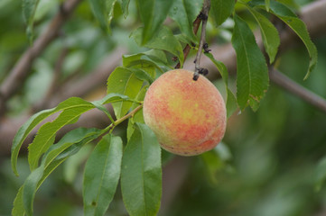 Peaches In A Tree