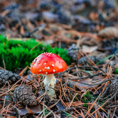 Red poisonous Amanita mushroom