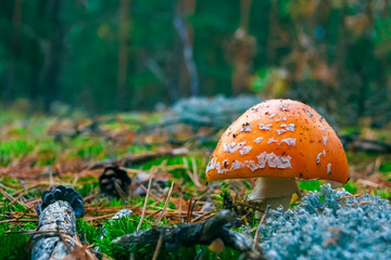 Amanita Muscaria poisonous mushroom