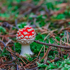 Red poisonous Amanita mushroom