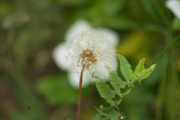 White Dandelion Against a White Flower