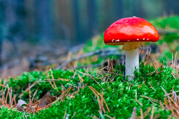 Amanita Muscaria poisonous mushroom