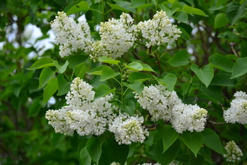 Цветет сирень,у нашего крылечка.