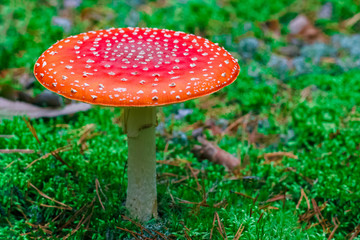 Amanita Muscaria poisonous mushroom