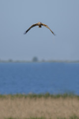 An eagle searching for it's prey