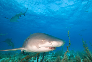 Fototapeta premium Lemon shark at Tiger beach, Bahamas 