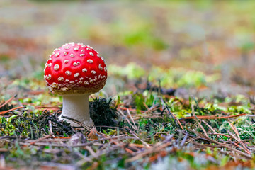 Amanita Muscaria poisonous mushroom