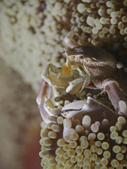 Porcelain crab, Porzellankrabbe (Neopetrolisthes maculatus)