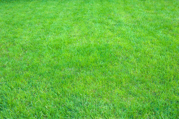 Fresh green manicured lawn close up. Clipped green grass background. Green lawn pattern textured background.