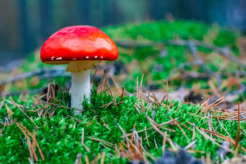 Amanita Muscaria poisonous mushroom
