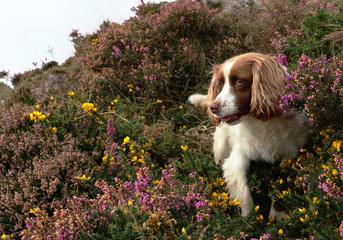 Dog in the brambles