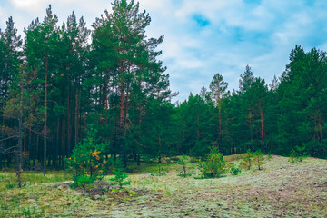 Pine forest green landscape
