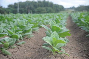 Tobacco plantation and farm n Vinales Valley,Cuba.