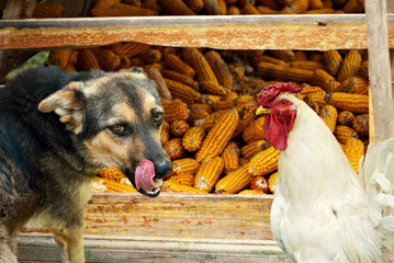 dog and cock steal corn